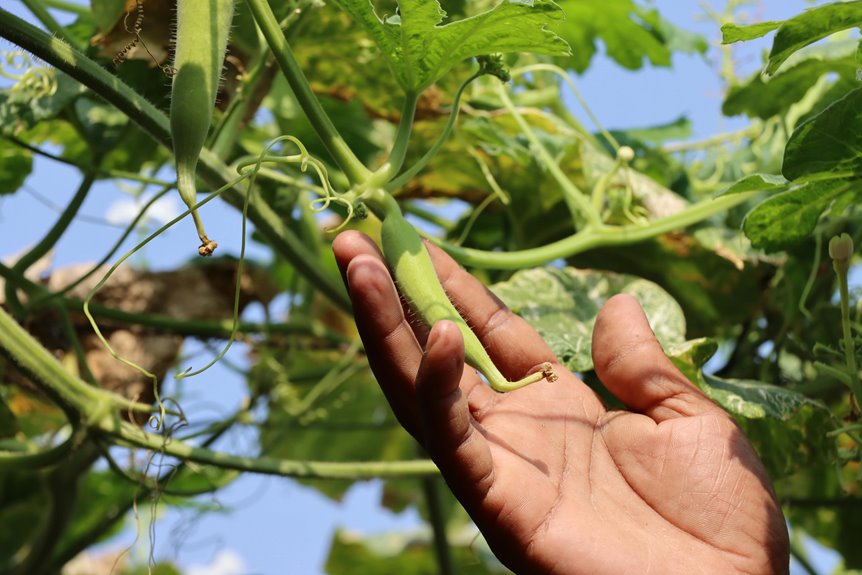 okra trellis for support